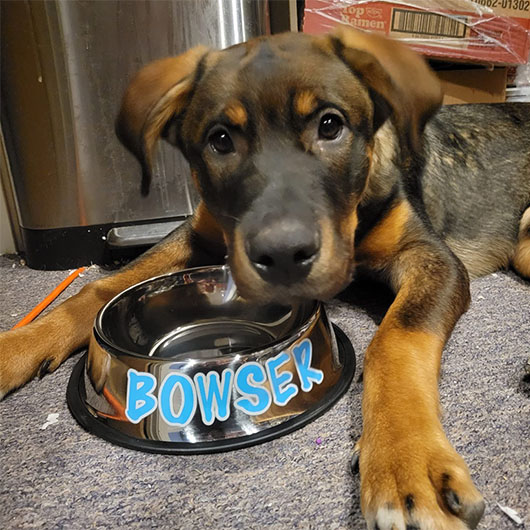 https://4inbandana.com/assets/img/custom-dog-bowl/custom-dog-bowl-15.jpg