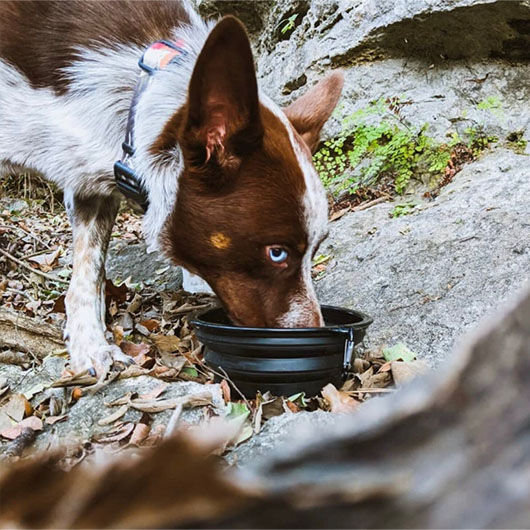 Custom Dog Bowls Wholesale from $3.69