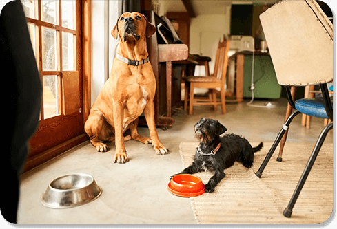 Custom printed dog clearance bowls