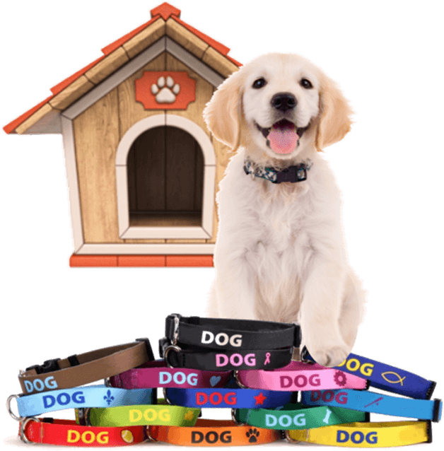 Custom dog outlet collars