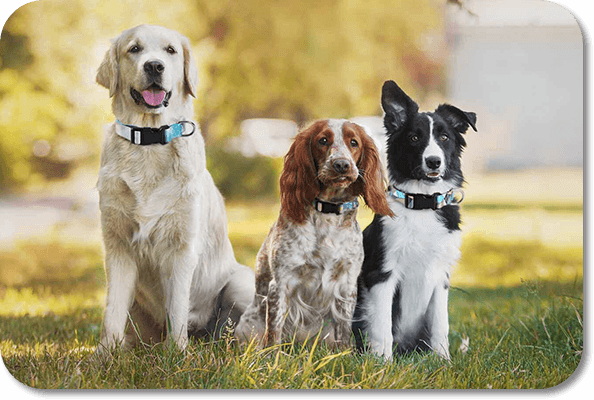 Find Wholesale Dog Collar Hardware And More Pet Accessories