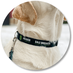 Wholesale custom dog outlet collars