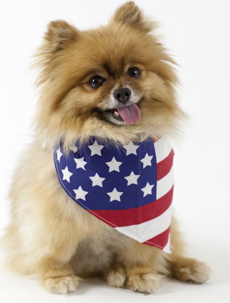 Dog Bandana