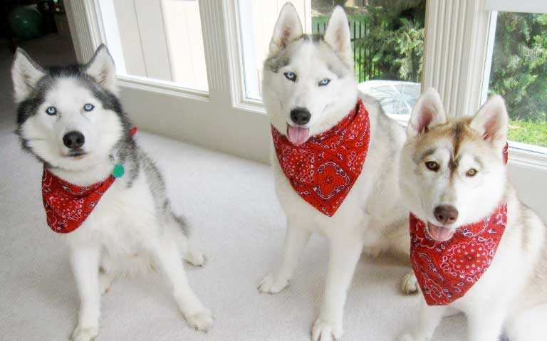 how do you keep a bandana on a dog