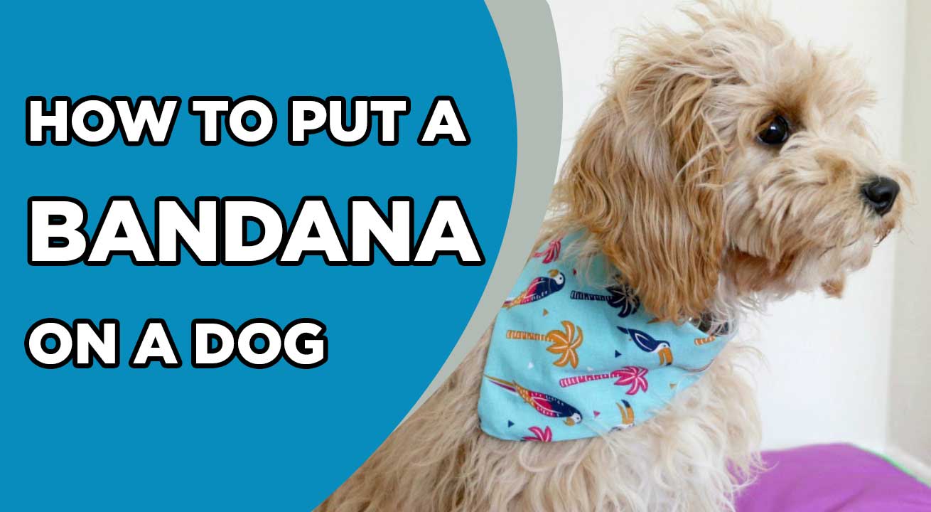 How to Put a Bandana on a Dog - 4inbandana blog