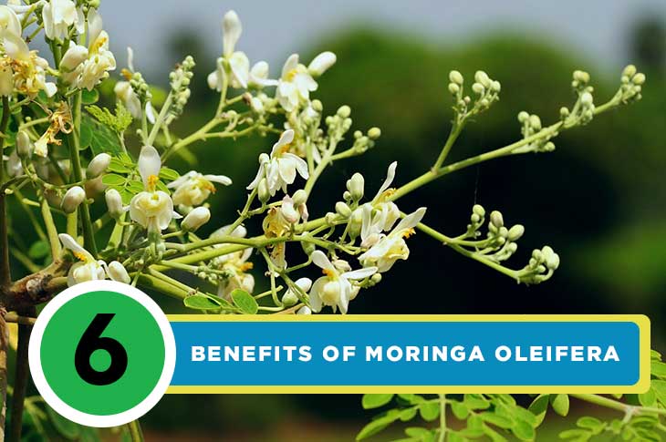 6 Science-Based Health Benefits Of Moringa Oleifera - 4inbandana Blog