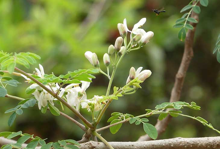 Moringa-Oleifera-is-abundant-in-Antioxidants