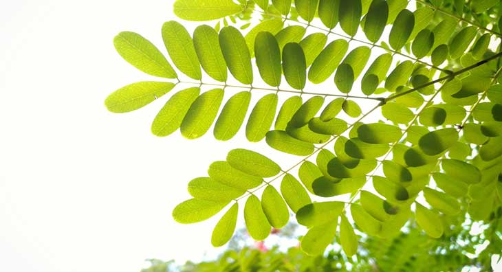 Moringa-Oleifera-potentially-reduces-cholesterol-levels