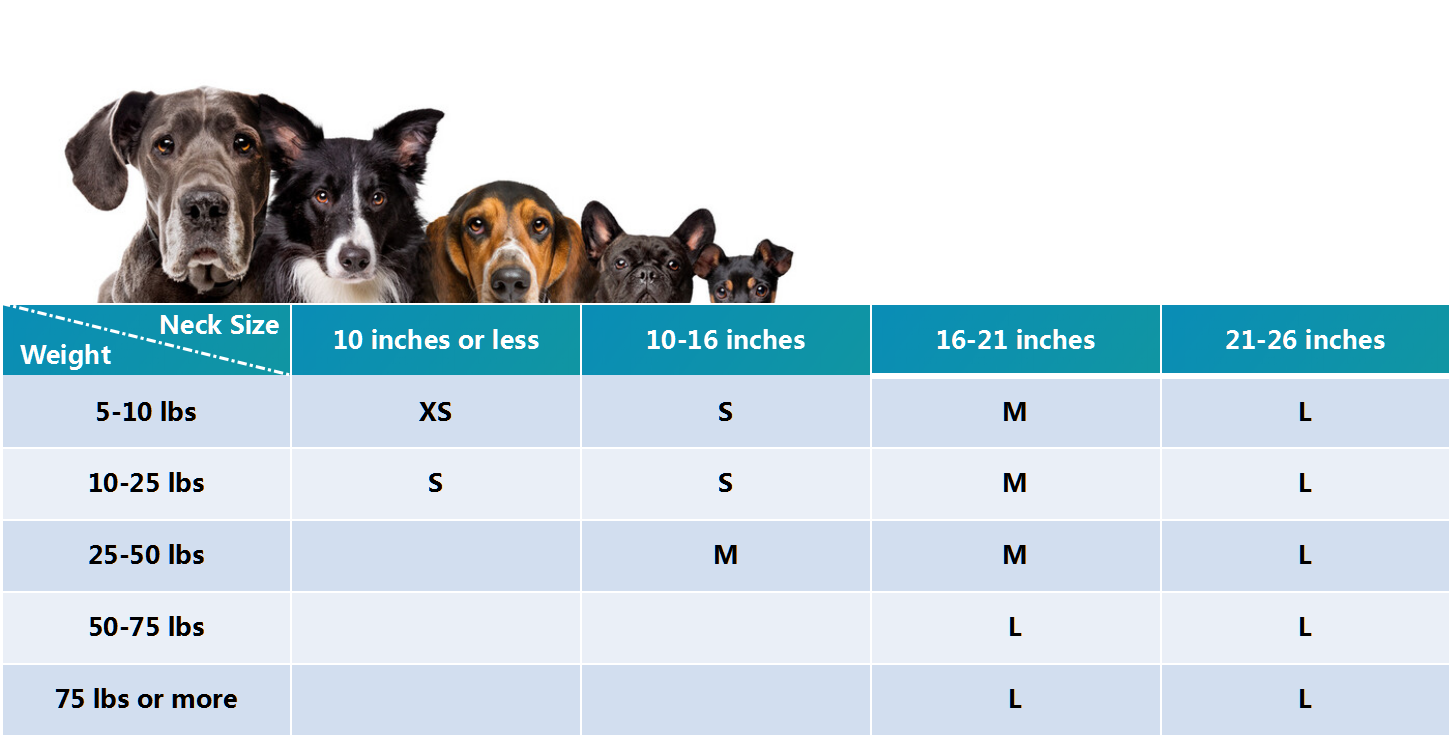 what is the sizeof english mastiff neck