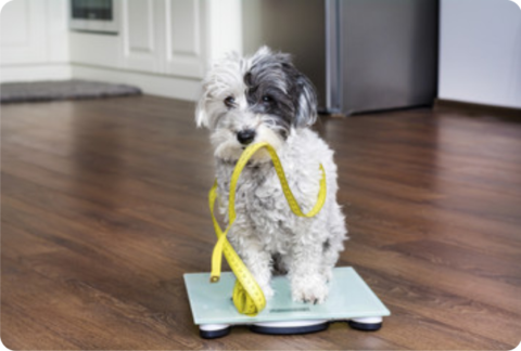 Best dog bandana size guide 2021 needed by all pet owners.