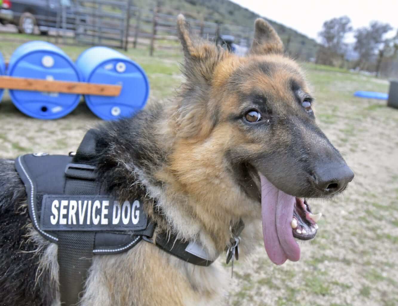 Service Dog Bandana-4