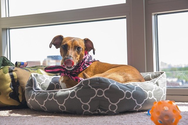 Dog Bandanas-5 Dog Bandanas-5