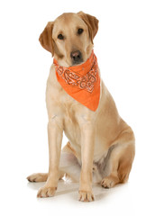 dog bandanas-3