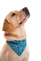 dog bandanas-6