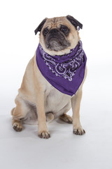 dog bandanas-7