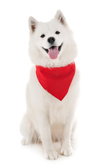 dog bandanas-9