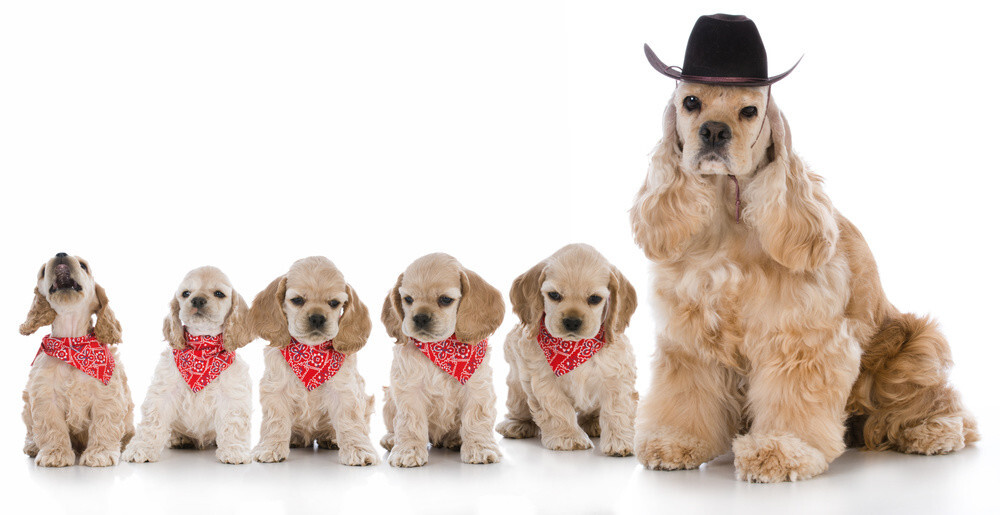 dog bandanas dog bandanas