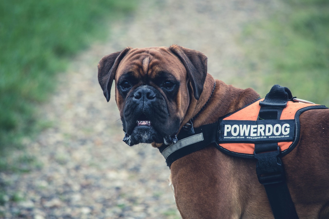 Service Dog Bandana-2