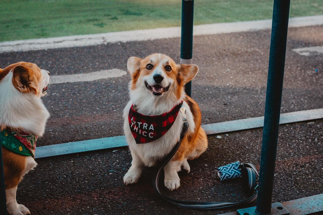 the Point of a Dog Bandana-3