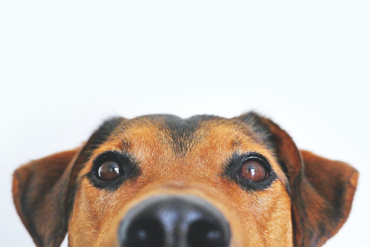 the Point of a Dog Bandana