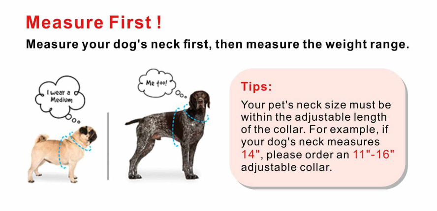 How Tight Should a Dog Collar Be?