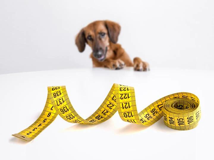 Dog Collar Size