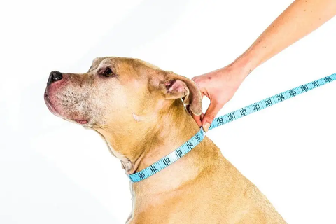 Dog Collar Size - Neck