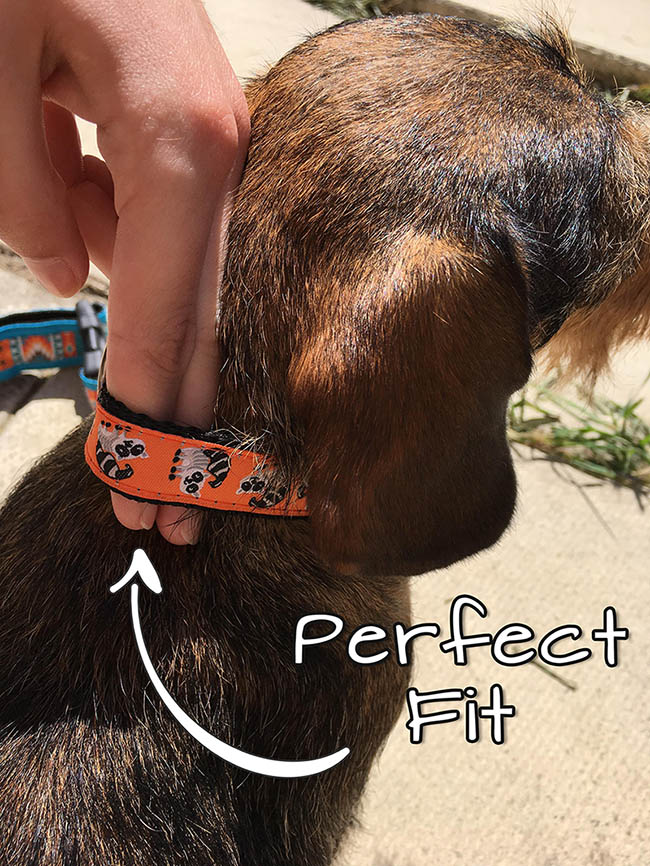 Dog Collar Size - two finger