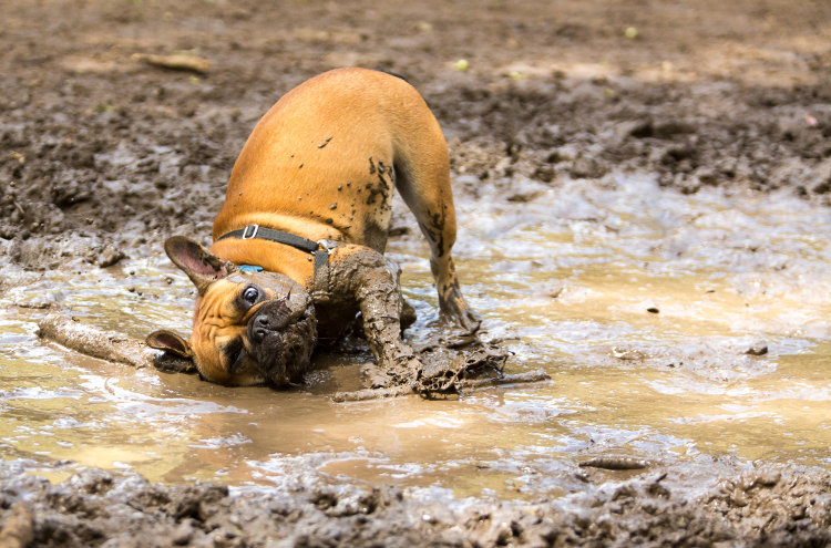 wash dog collar-1