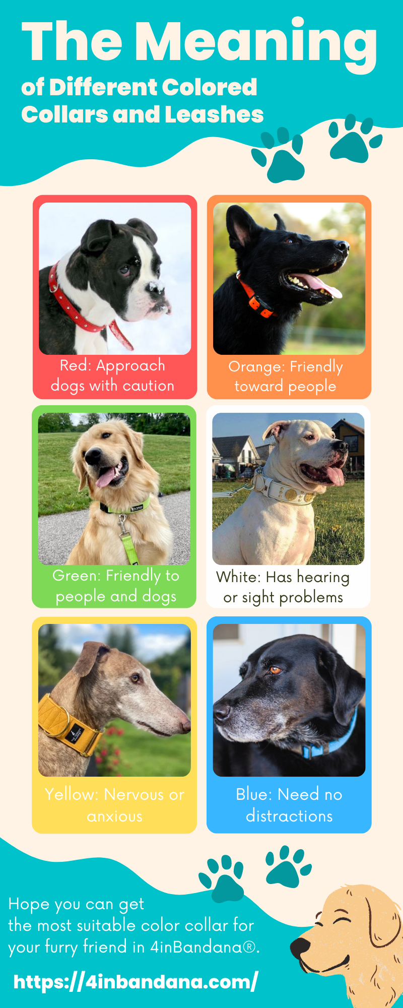 Dog Collar Vs Dog Harness: which is best?, The Dog Blog