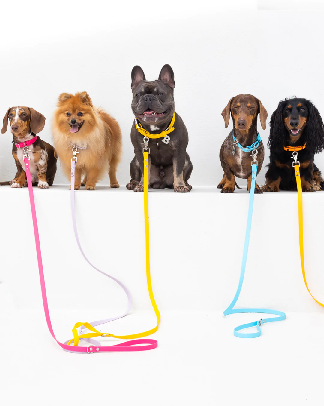 Dog collar warning colours sale