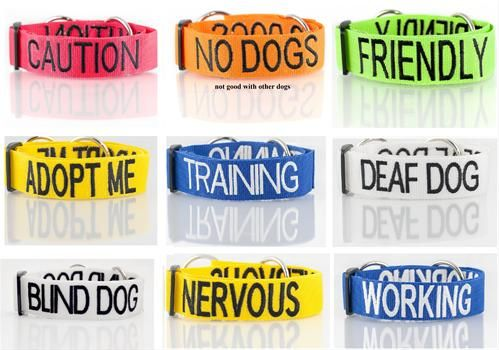 colored dog collar - 2