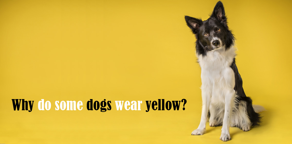 yellow-dog-collar