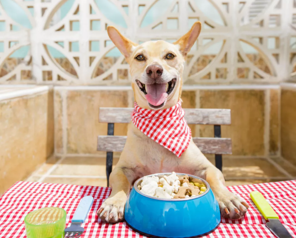 Playful Puppy Personalized Pet Bowl - Small