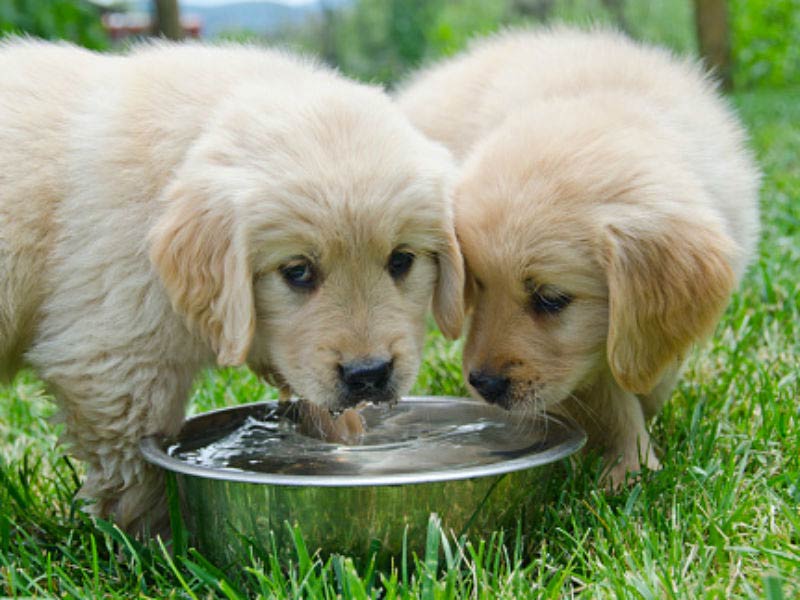 Can Dogs Share Water Bowls 4inBandana