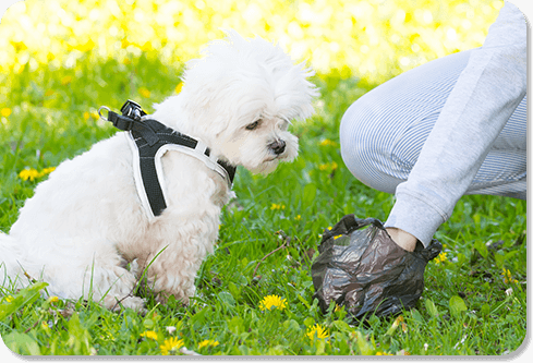 What's With All the Dog Poop Bags?